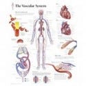 Vascular Tunic Of The Eye